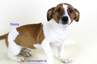 Small Basset Hound-Jack Russell Terrier Mix
