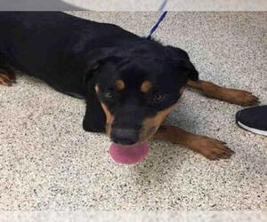 Rottweiler Dogs for adoption in Georgetown, TX, USA