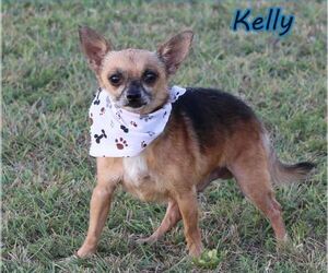 Medium Photo #1 Chihuahua-Unknown Mix Puppy For Sale in Cranston, RI, USA