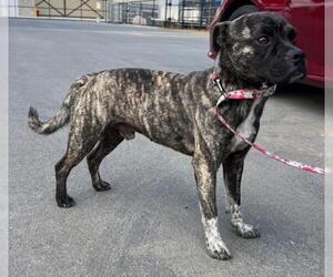 American Pit Bull Terrier Dogs for adoption in Norco, CA, USA