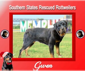 Rottweiler Dogs for adoption in White Hall, AR, USA