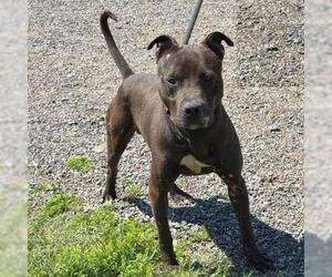 American Staffordshire Terrier-Unknown Mix Dogs for adoption in Conroe, TX, USA