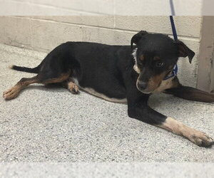 Beagle-Unknown Mix Dogs for adoption in Conroe, TX, USA