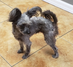 Small Papillon-Poodle (Toy) Mix