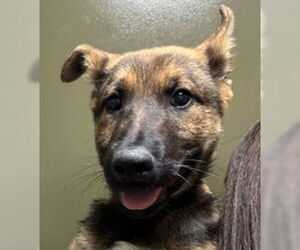 German Shepherd Dog Dogs for adoption in Salinas, CA, USA