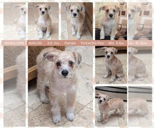 Shih Tzu-Unknown Mix Dogs for adoption in Mesa, AZ, USA