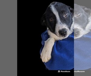 Border Collie-Unknown Mix Dogs for adoption in Fresno, CA, USA