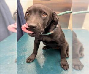 Labrador Retriever-Unknown Mix Dogs for adoption in Mobile, AL, USA