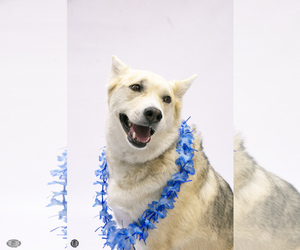 Alaskan Husky-American Pit Bull Terrier Mix Dogs for adoption in Princeton, MN, USA