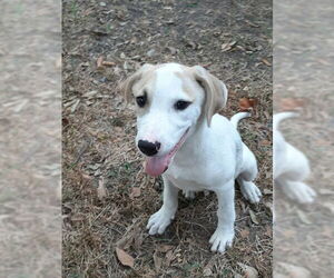 Labrador Retriever-Unknown Mix Dogs for adoption in Missouri City, TX, USA