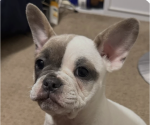 Free-Lance Bulldog Dogs for adoption in San Ramon, CA, USA