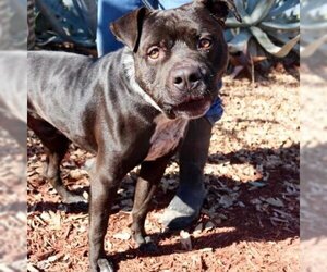 American Staffordshire Terrier Dogs for adoption in Von Ormy, TX, USA