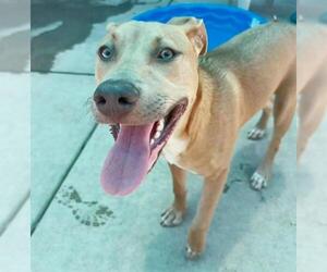 American Pit Bull Terrier Dogs for adoption in Sacramento, CA, USA