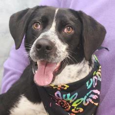 Small Border Collie-Pointer Mix