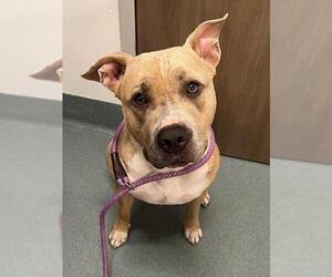 American Pit Bull Terrier Dogs for adoption in Baytown, TX, USA