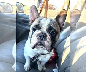 French Bulldog Dogs for adoption in Dumont, NJ, USA