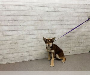 Siberian Husky-Unknown Mix Dogs for adoption in San Bernardino, CA, USA