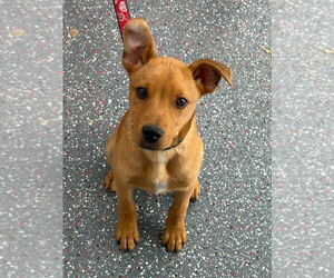 Labrador Retriever-Unknown Mix Dogs for adoption in Salt Lake City, UT, USA