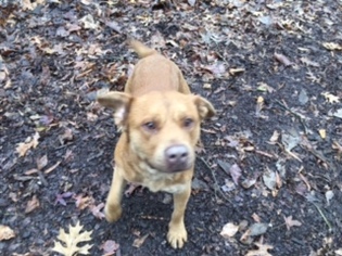Labrador Retriever-Unknown Mix Dogs for adoption in Locust Grove, GA, USA