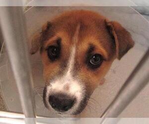 German Shepherd Dog-Siberian Husky Mix Dogs for adoption in Orange, CA, USA
