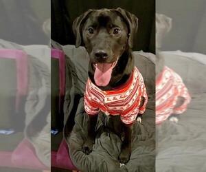 Labrottie Dogs for adoption in Rockaway, NJ, USA