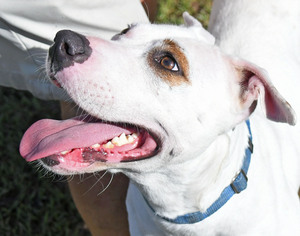 Medium Photo #1 American Bulldog-Unknown Mix Puppy For Sale in Fernandina Beach, FL, USA