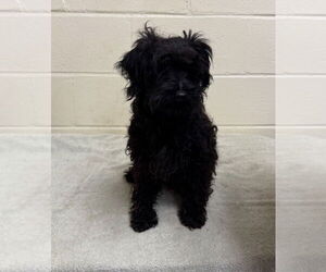 Poodle (Miniature)-Unknown Mix Dogs for adoption in Sanford, FL, USA