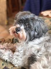 Zuchon Dogs for adoption in Mankato, MN, USA