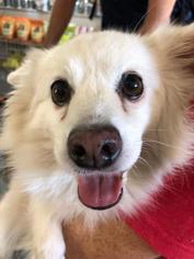 American Eskimo Dog Dogs for adoption in St. George, UT, USA