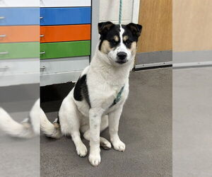 Collie-Parson Russell Terrier Mix Dogs for adoption in Forestville, MD, USA