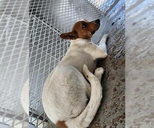 Chihuahua-Unknown Mix Dogs for adoption in Bakersfield, CA, USA