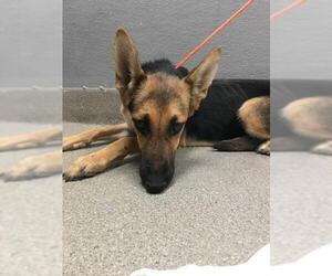 German Shepherd Dog-Unknown Mix Dogs for adoption in Las Vegas, NV, USA