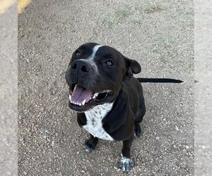 Boxer-Unknown Mix Dogs for adoption in Sugar Land, TX, USA