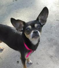 Chihuahua Dogs for adoption in Liberty, IN, USA