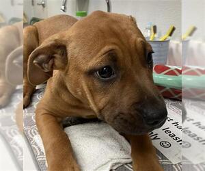 Labrador Retriever-Unknown Mix Dogs for adoption in Rosenberg, TX, USA