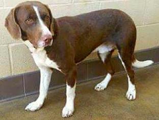 German Shorthaired Pointer Dogs for adoption in valley center, CA, USA