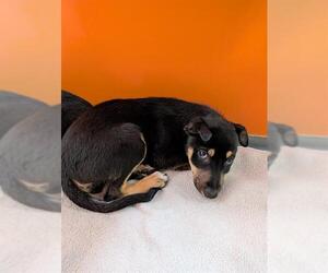 Border Collie-Unknown Mix Dogs for adoption in Frisco, CO, USA