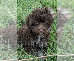 Medium Photo #1 Mutt Puppy For Sale in Cumming, GA, USA