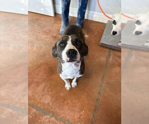 American Pit Bull Terrier-Unknown Mix Dogs for adoption in Bolivar, MO, USA