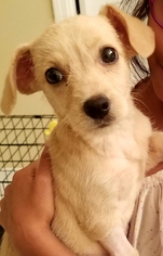 Schweenie Dogs for adoption in Alpharetta, GA, USA