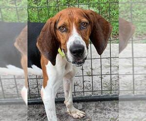 Treeing Walker Coonhound Dogs for adoption in New Smyrna Beach, FL, USA