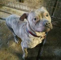 American Bulldog Dogs for adoption in Colfax, IL, USA
