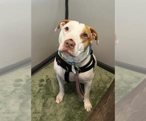 American Pit Bull Terrier-Unknown Mix Dogs for adoption in Louisville, KY, USA