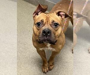 American Pit Bull Terrier-Unknown Mix Dogs for adoption in Las Vegas, NV, USA