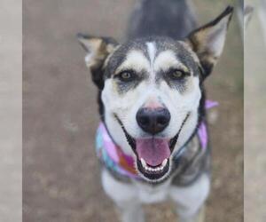 Siberian Husky-Unknown Mix Dogs for adoption in San Antonio, TX, USA