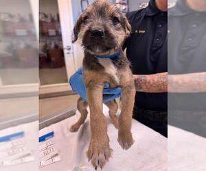 Siberian Husky-Unknown Mix Dogs for adoption in Riverside, CA, USA