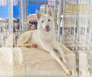 German Shepherd Dog Dogs for adoption in New Orleans, LA, USA