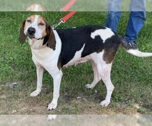 Treeing Walker Coonhound Dogs for adoption in Westminster, MD, USA