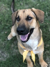 Mutt Dogs for adoption in Horn Lake, MS, USA