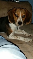 Beagle Dogs for adoption in Cedar Rapids, IA, USA
